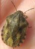 Eurygaster testudinaria